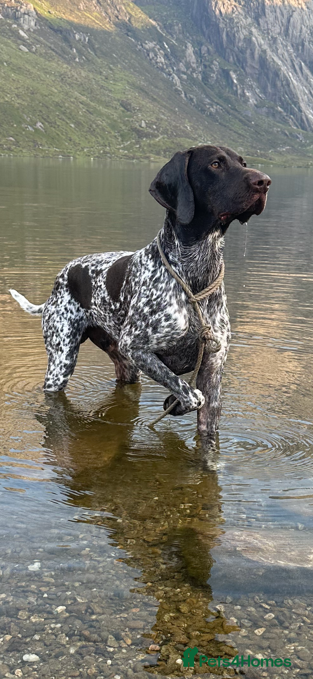German Shorthaired Pointer dogs for sale: Rehoming  - Image 3