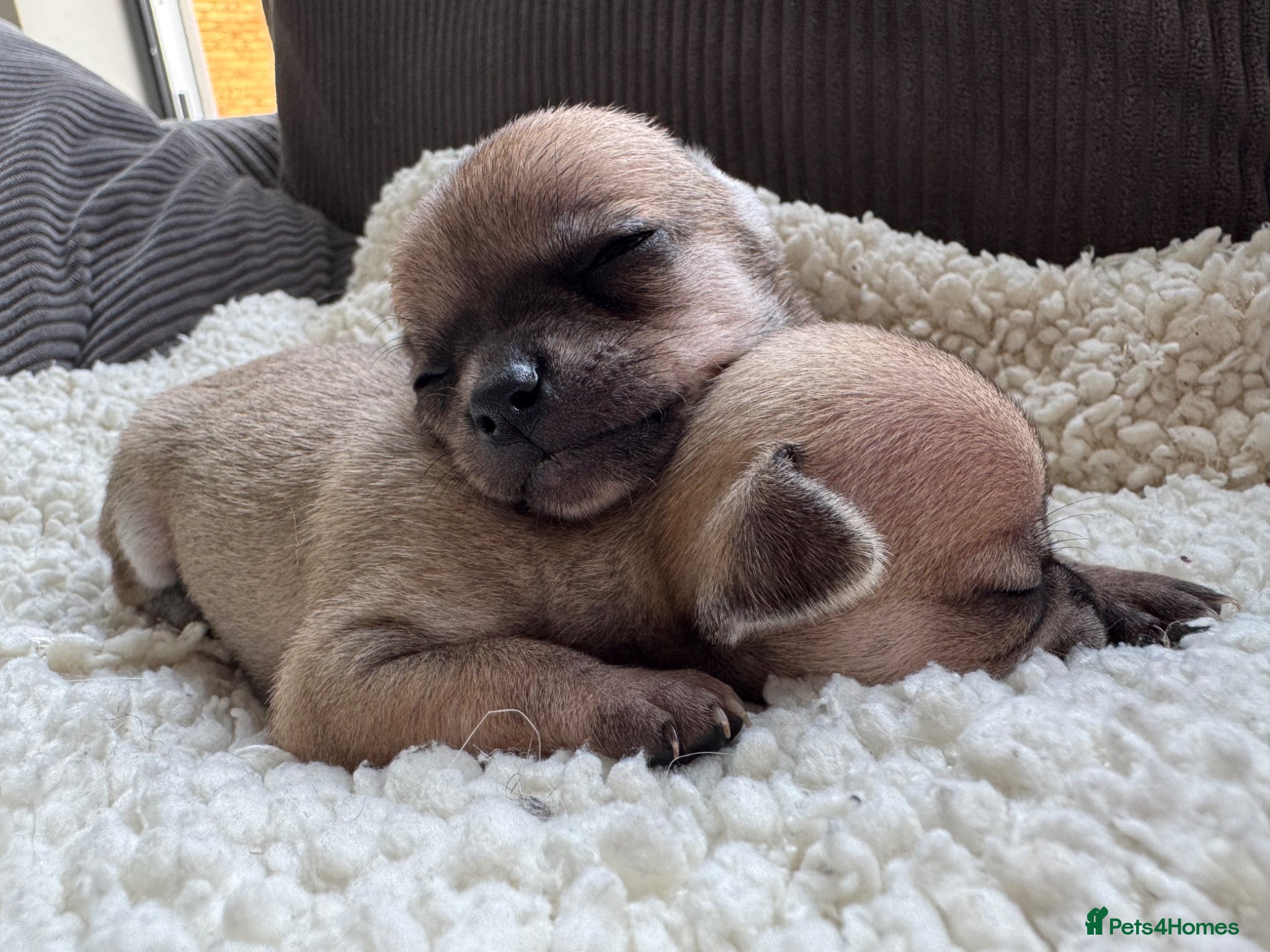 Chihuahua dogs Chihuahua Puppies (EARLY VIEWINGS, WEEKLY UPDATES) - Advert 4