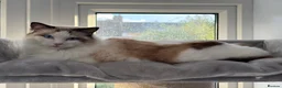 Ragdoll cats for sale: Two Ragdolls for Rehoming in Ilford - Advert 6