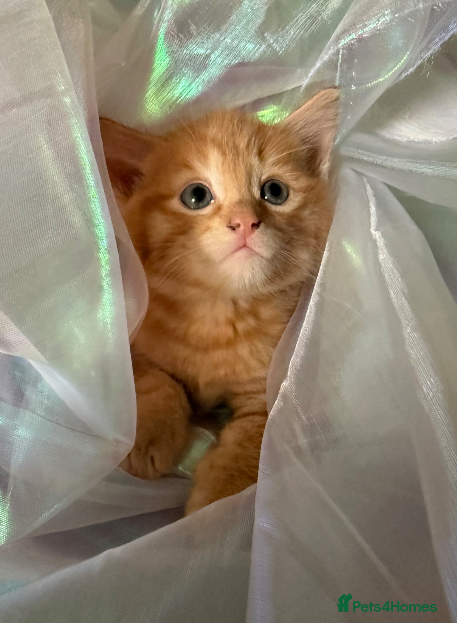Mixed Breed cats READY TO LEAVE 3 beautiful cross breed kittens - Advert 6
