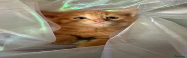 Ginger tabby 