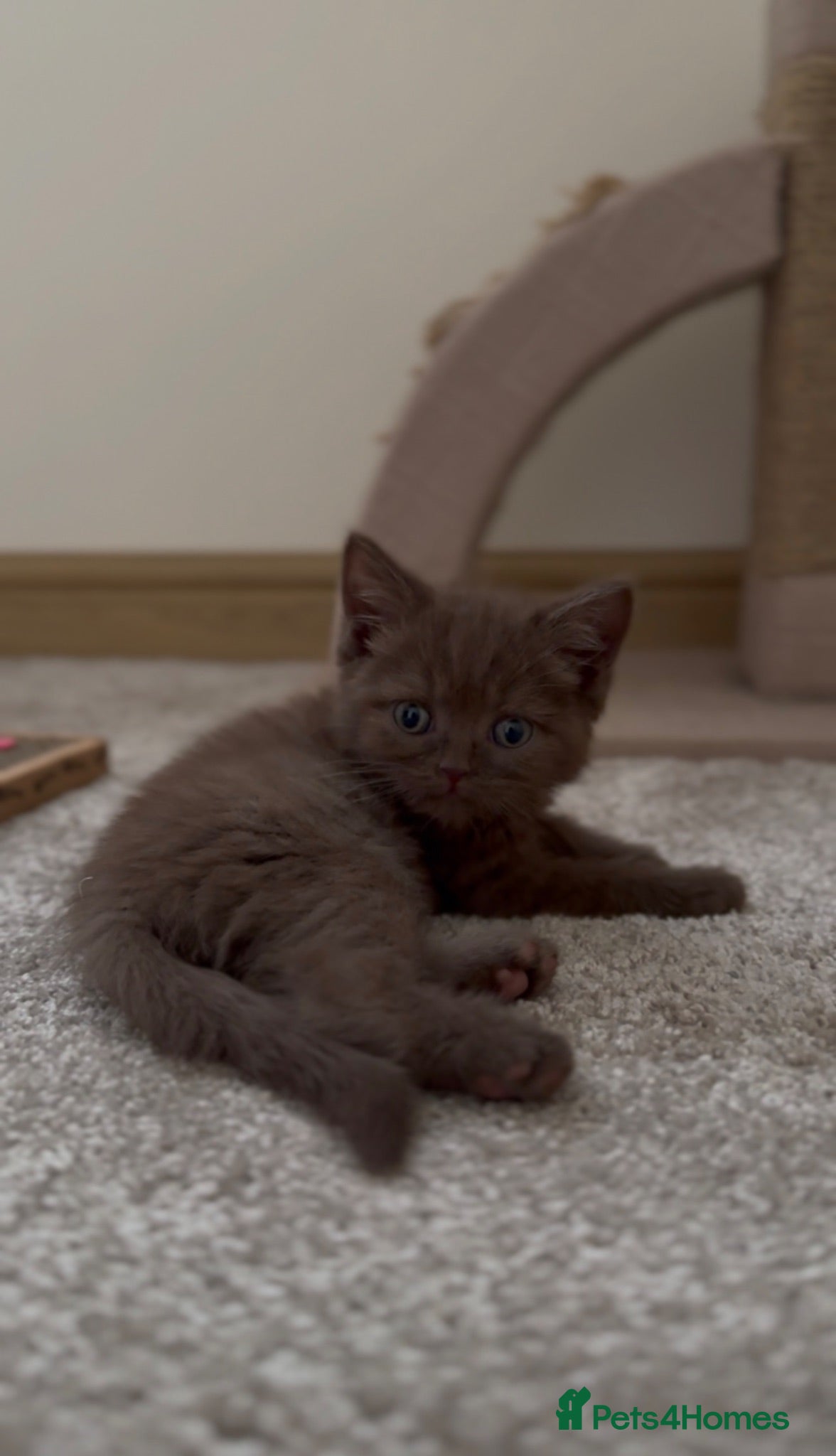 British Shorthair cats Champion bloodlines - Last cinnamon boy! - Advert 1