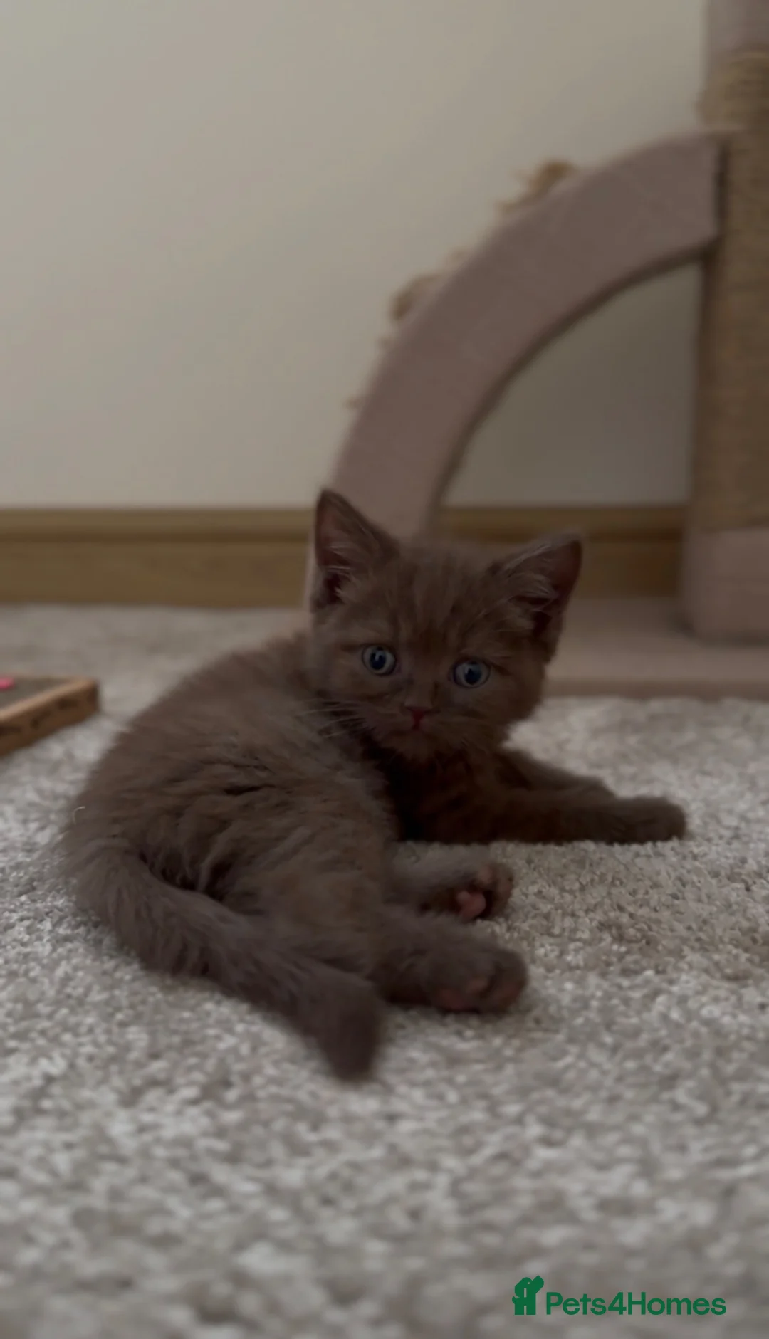 British Shorthair cats for sale: Champion bloodlines - Last cinnamon boy! - Advert 1