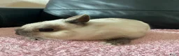 Netherland Dwarf rabbits for sale: Netherland dwarf rabbit  - Advert 5