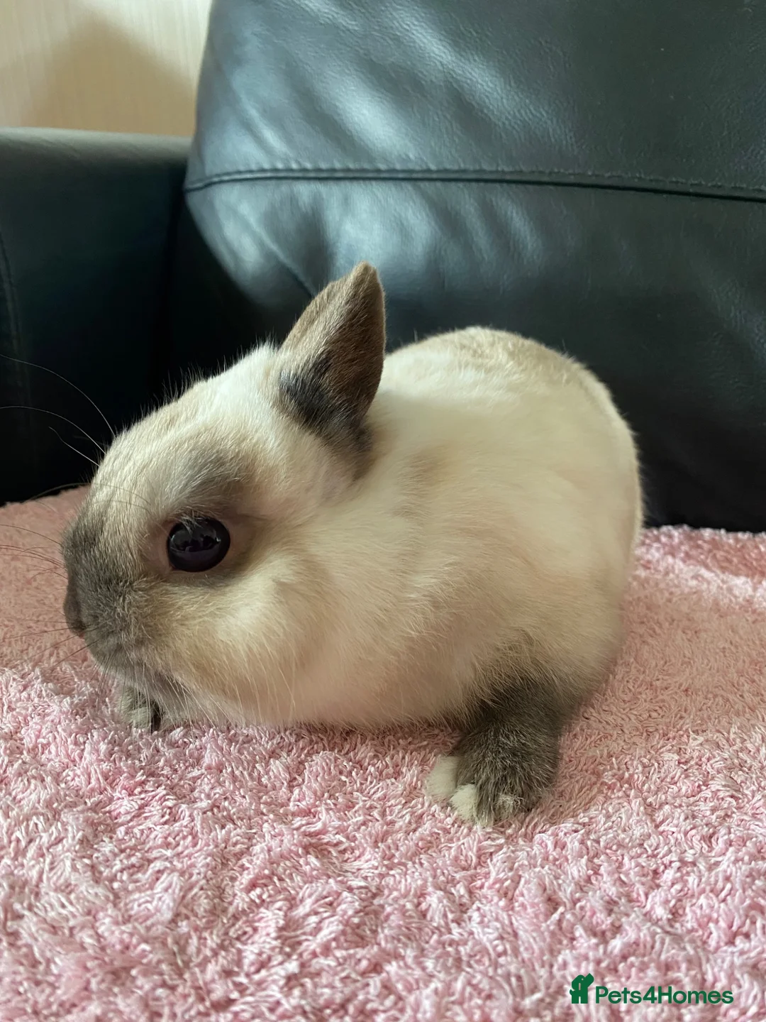 Netherland Dwarf rabbits for sale: Netherland dwarf rabbit  - Advert 5