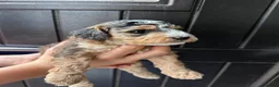 Mixed Breed dogs for sale: Beautiful Cockalier Puppies  - Advert 9