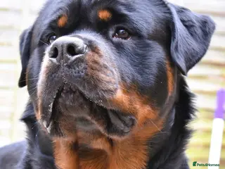 Rottweiler dogs Rottweiler DNA health tested,,EYE SCANNED in Wellingborough - Advert 10