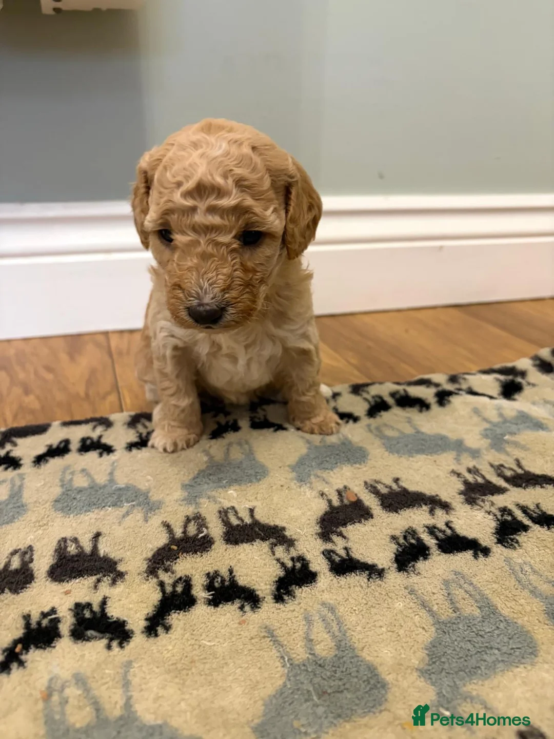 Sheepadoodle dogs for sale: Sheepadoodle  - Advert 2