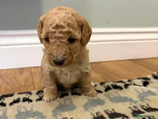 Sheepadoodle dogs Sheepadoodle - Advert 7