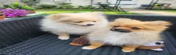 Pomeranian dogs for sale: Pomeranian Puppies looking for a new home - Advert 6