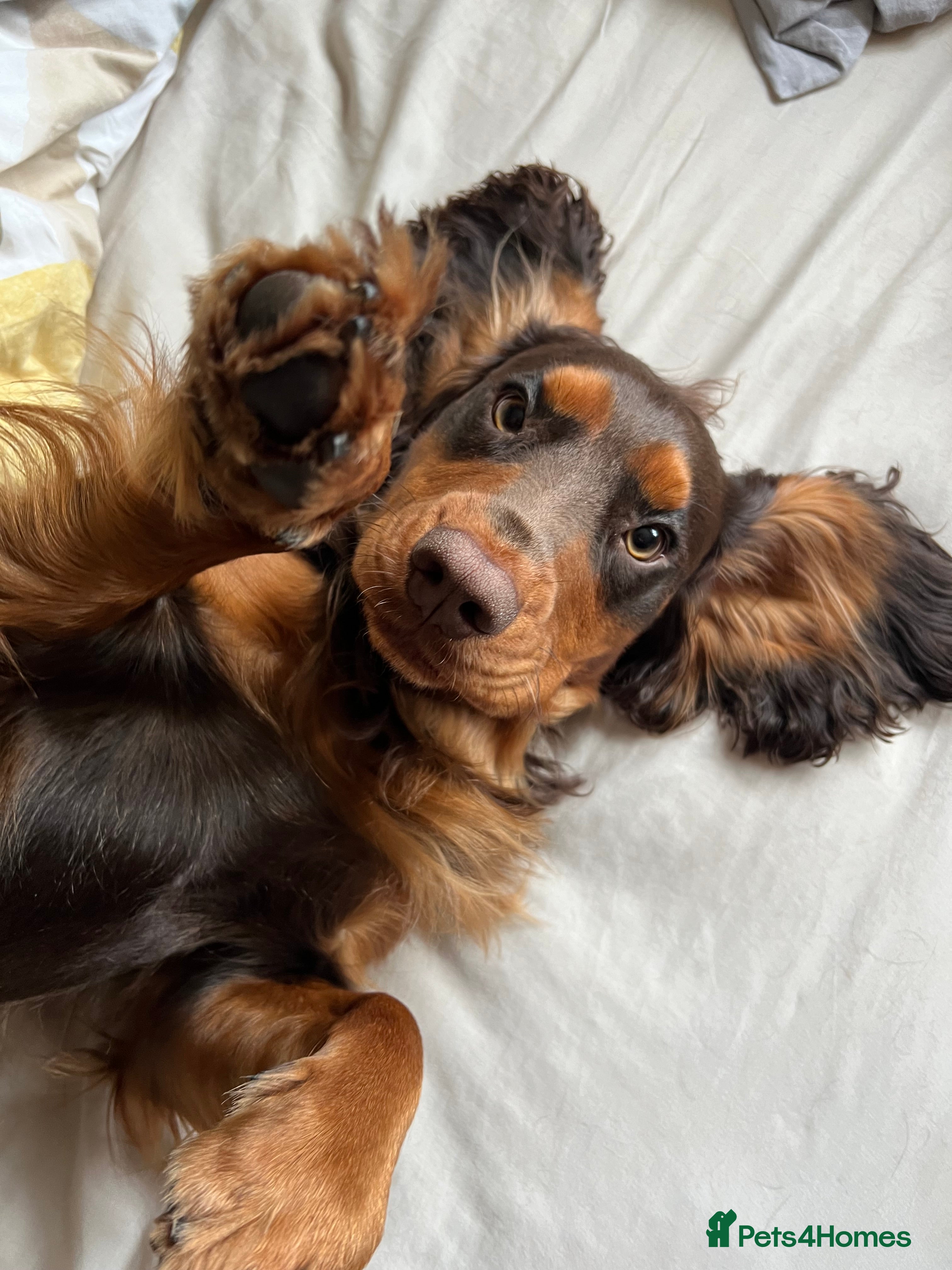 Cocker Spaniel dogs 🐾 Proven Stud - Healthy Working Cocker Spaniel 🐾 - Advert 16