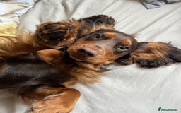 Cocker Spaniel dogs for stud: 🐾 Proven Stud - Healthy Working Cocker Spaniel 🐾 - Image 1