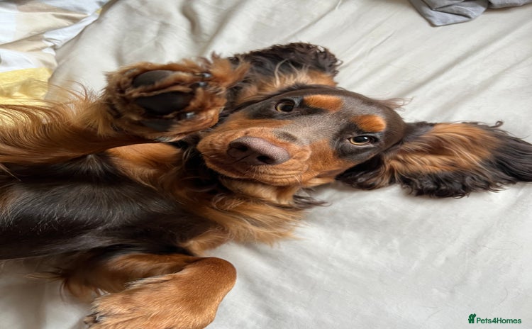 Cocker Spaniel dogs - Advert 1