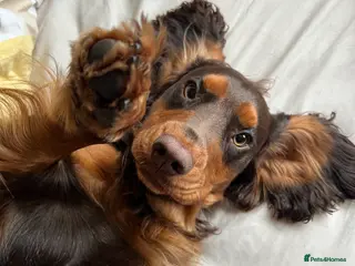 Cocker Spaniel dogs 🐾 Proven Stud - Healthy Working Cocker Spaniel 🐾 - Advert 6