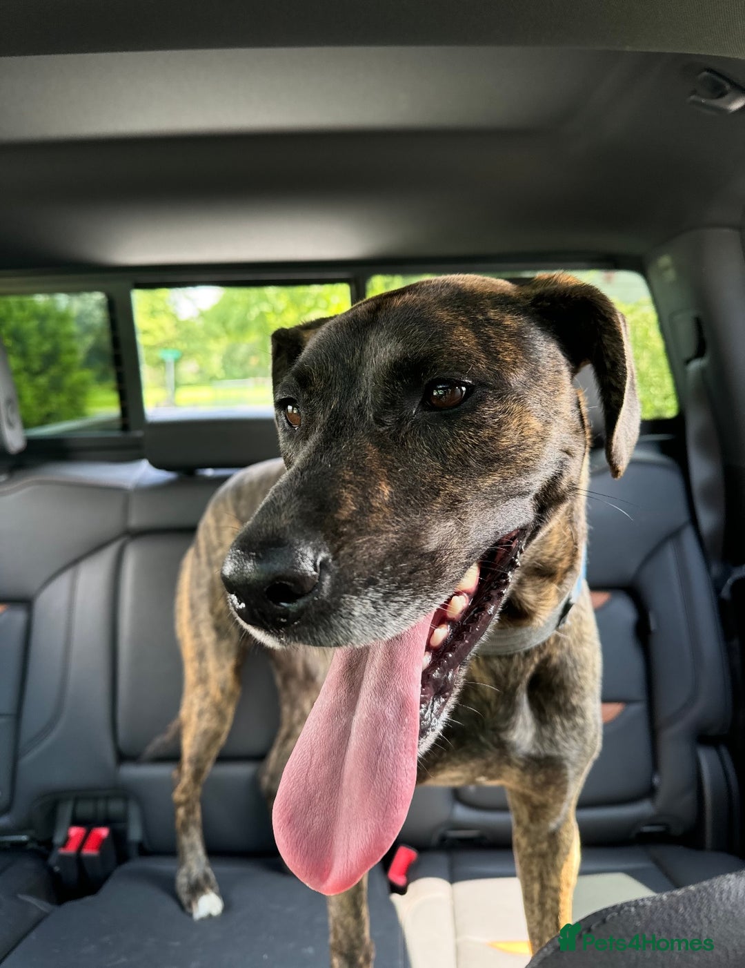 Mixed Breed dogs for sale: 4yo Female Brindle lab mix - Image 1