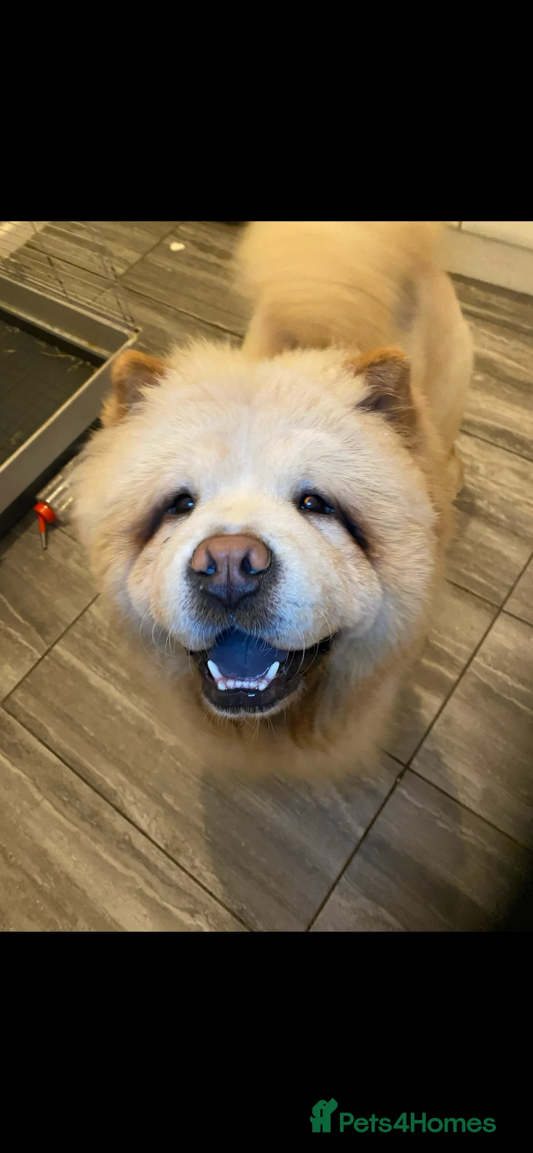 Chow Chow dogs for stud: Cream chow chow Stud  in Chelmsford - Advert 8
