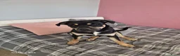 Mixed Breed dogs for sale: 1 year old border collie cross  in Bedford - Advert 2
