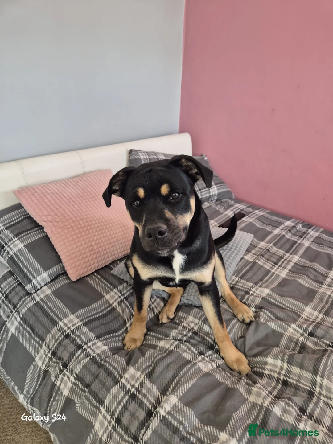 Mixed Breed dogs for sale: 1 year old border collie cross  in Bedford - Advert 2