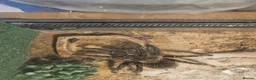 Spiders invertebrates for sale: Pink Salmon Tarantula  - Advert 3