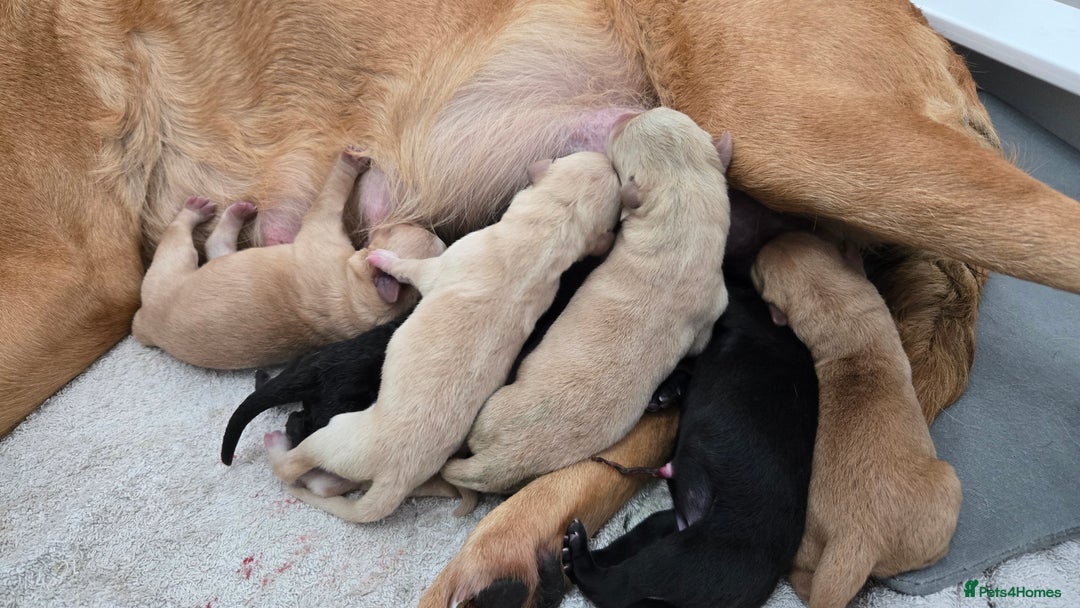 Labrador Retriever dogs for sale: Litter of 8 Labrador Pups Available - Image 11