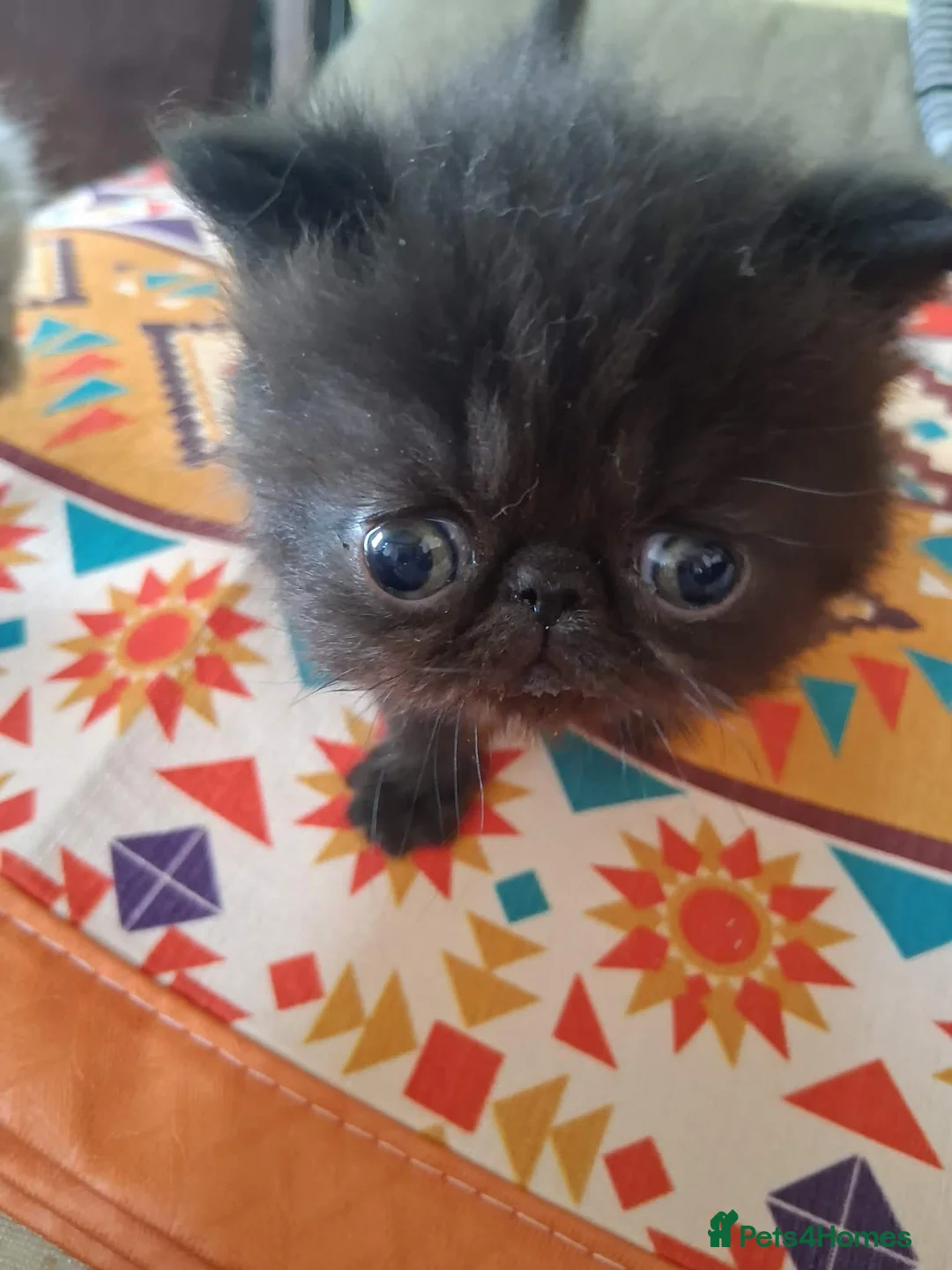 Exotic cats for sale: GCCF Registered Exotic Kittens  - Advert 2