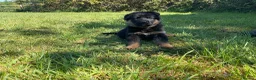 German Shepherd dogs for sale: Quality Litter of GSD (All has now been reserved) - Advert 10