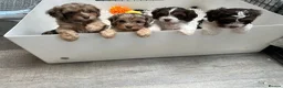 Cavapoo dogs for stud: (PROVEN) F1 Chocolate Parti -Merle Carrier- Stud  - Advert 12