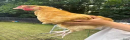 Chickens poultry for sale: 2x Buff Orpington Cockerels looking for a new home - Advert 3