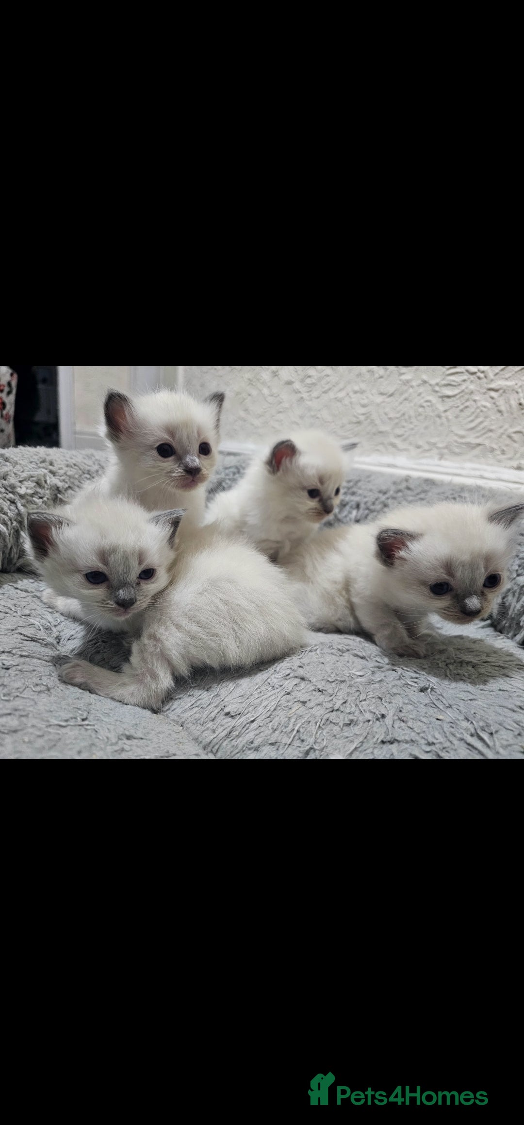 Ragdoll cats for sale: Blue point kittens for sale - Advert 1