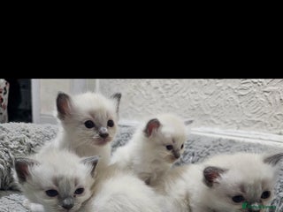 Ragdoll cats Blue point kittens for sale - Advert 1