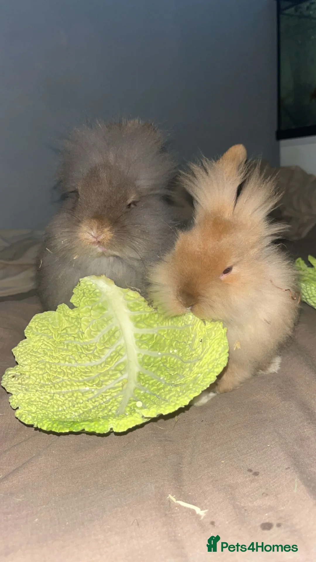 Lionhead rabbits for sale: 2 lions heads for sale  - Advert 1