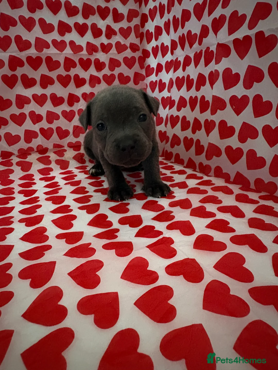 Staffordshire Bull Terrier dogs for sale: Blue staffy puppies, kent - Advert 3