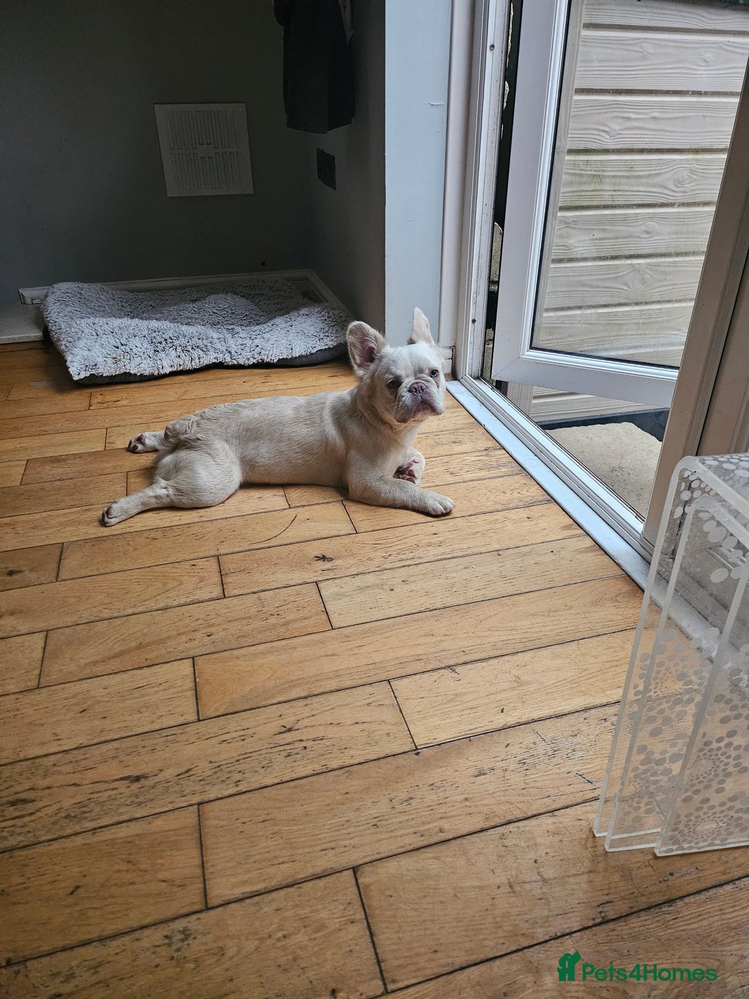 French Bulldog dogs for sale: Absolutely stunning fluffy frenchie  - Image 2