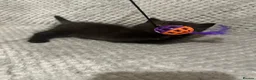 British Shorthair cats for sale: GCCF Registered Chocolate BSH kittens  - Advert 13