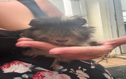 Guinea Pig rodents for sale: Guinea pig babies  - Image 8
