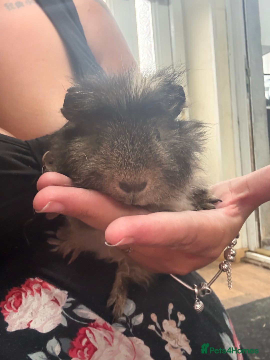 Guinea Pig rodents for sale: Guinea pig babies  - Image 8