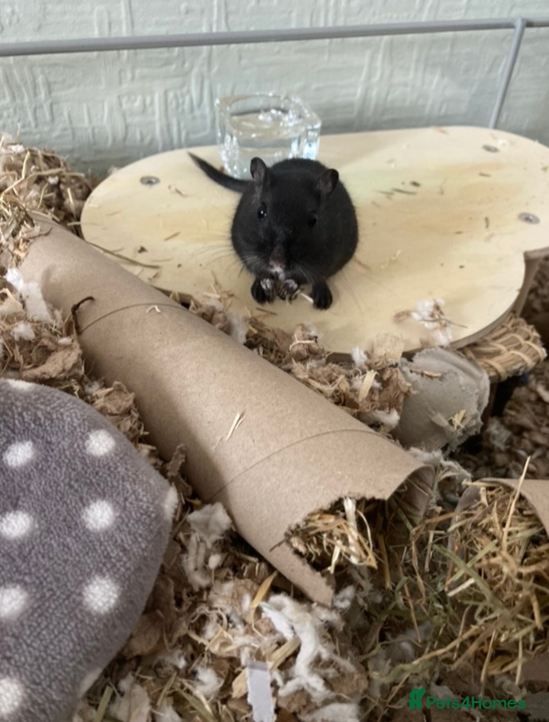 Gerbil rodents for sale: Two Gerbils for Rehoming  - Advert 2