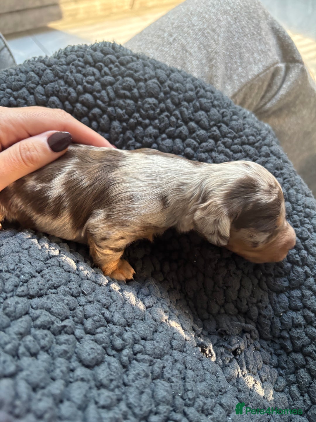 Miniature Dachshund dogs for sale: Miniature dachshund  - Advert 22