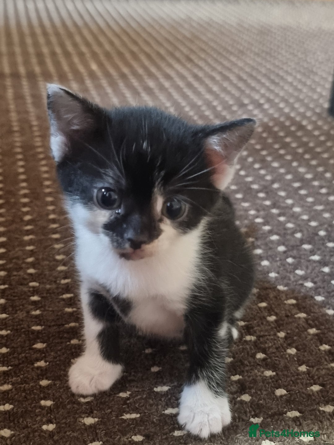 Mixed Breed cats for sale: Looking for forever home - Image 10