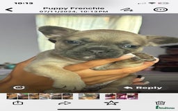 French Bulldog dogs for sale: Frenchie puppy’s available  - Image 7