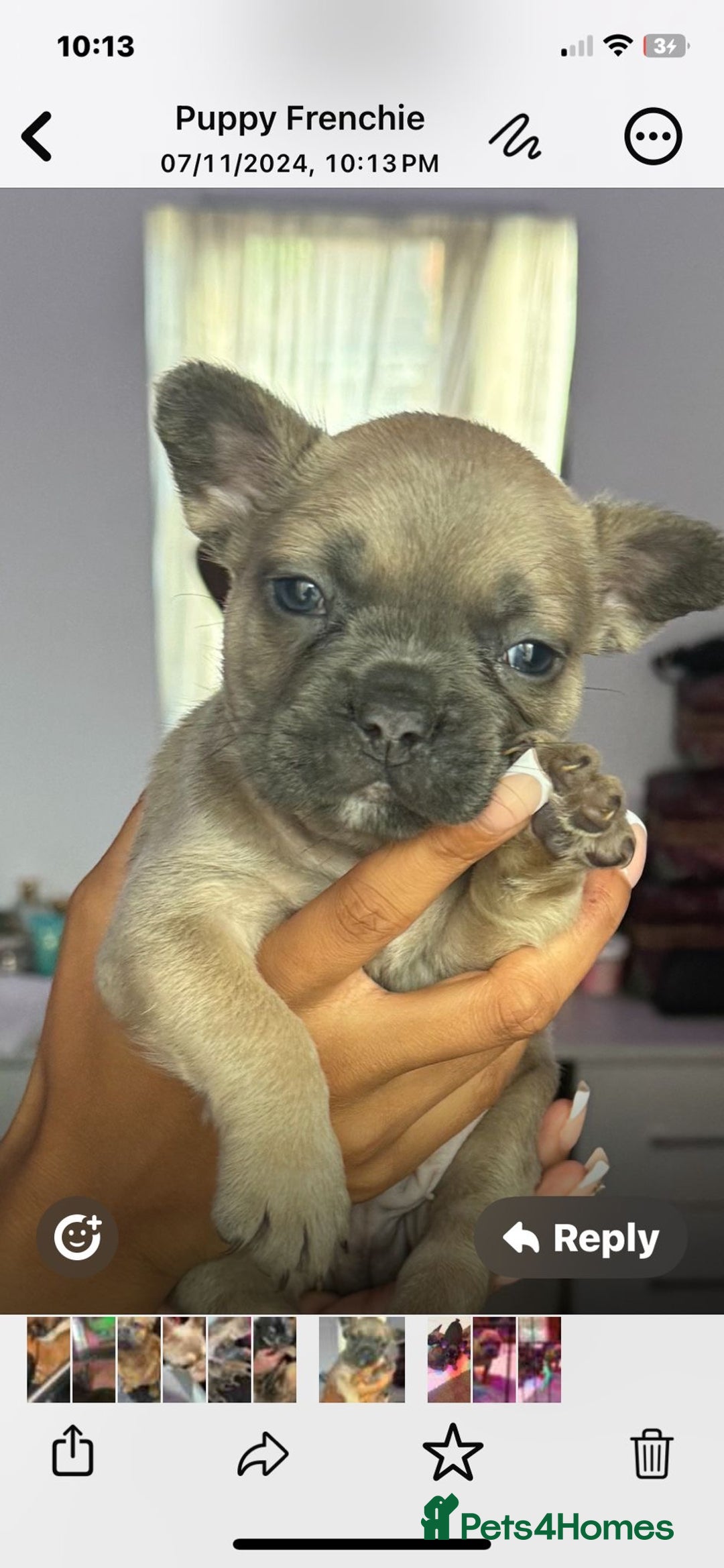 French Bulldog dogs for sale: Frenchie puppy’s available  - Image 7