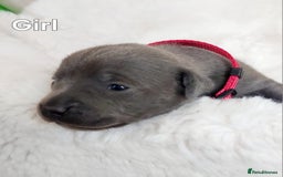 Staffordshire Bull Terrier dogs for sale: Staffordshire Bull Terrier Puppy - Image 6