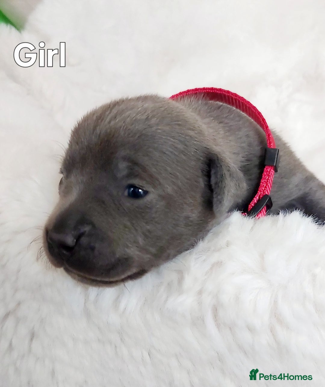 Staffordshire Bull Terrier dogs for sale: Staffordshire Bull Terrier Puppy - Image 6