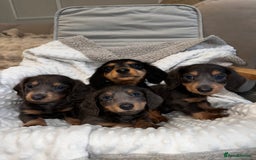 Miniature Dachshund dogs for sale: Miniature long hair dachshund 🤍 - Image 5