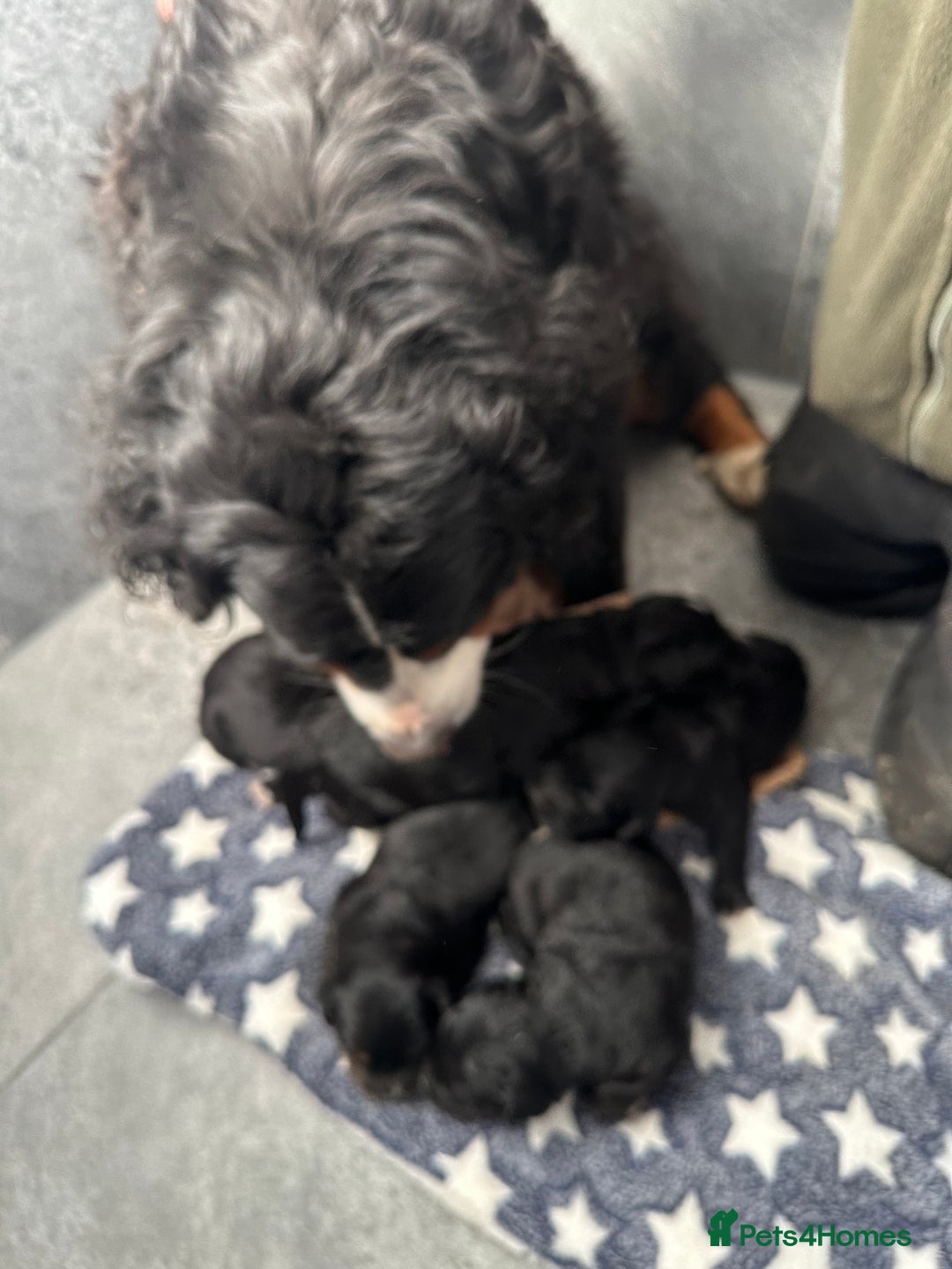 Bernese Mountain Dog dogs for sale: Wonderful litter of Golden Mountain Dogs - Advert 19