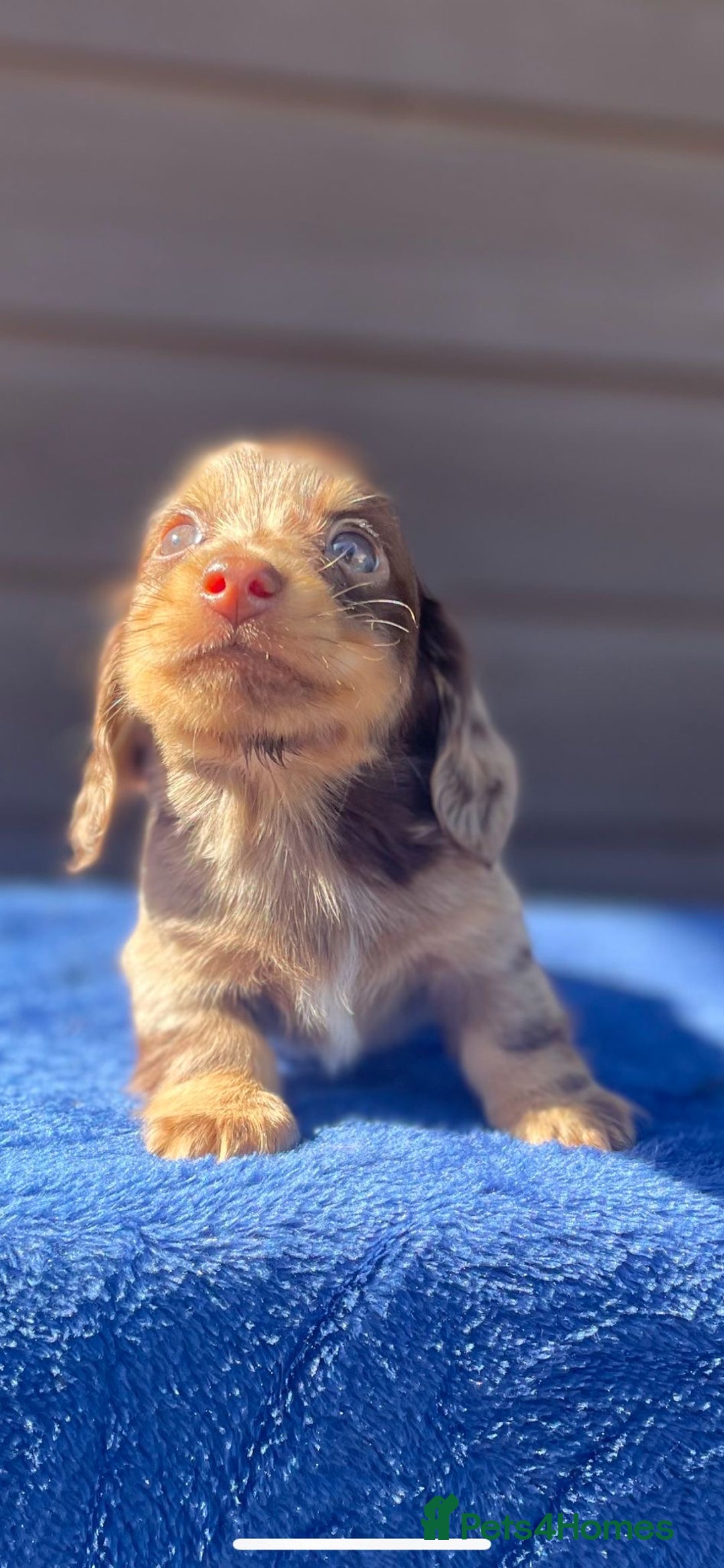 Miniature Dachshund dogs for sale: Long haired miniature Dashshund puppies  - Image 40