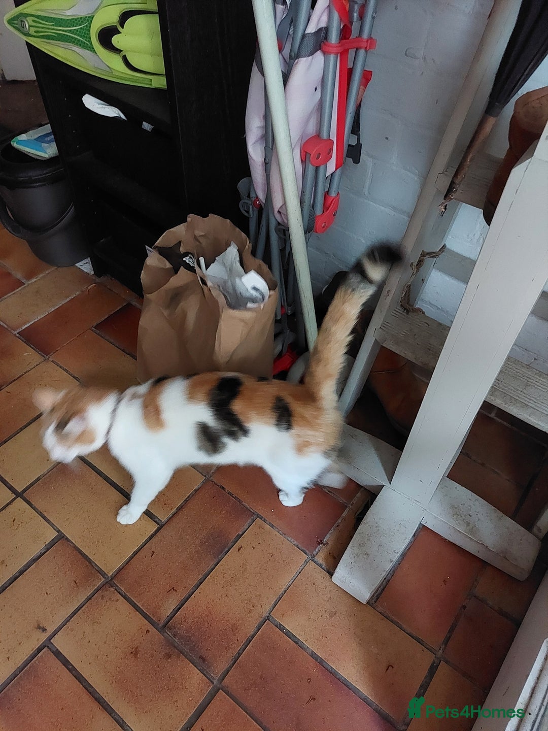 Domestic Shorthair cats for sale: Much loved family cat - Image 3