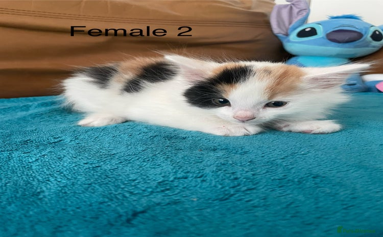 Mixed Breed cats - Advert 7