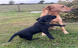 Labrador Retriever dogs for sale: Beautiful black lab dog - Image 6