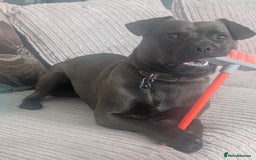 Mixed Breed dogs for sale: 10 month staffy cross with chihuahua  - Image 5